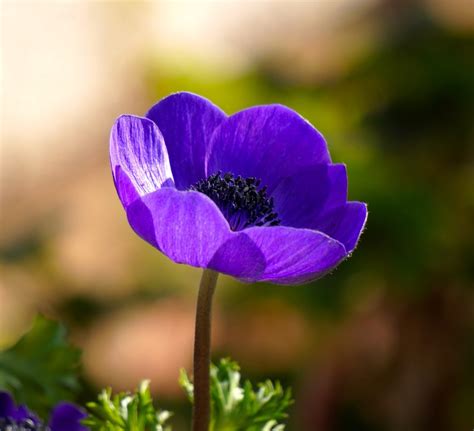 Best 6 Purple Perennial Flowers for Your Garden - Gardening Sun