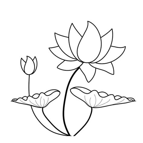 Black White Drawing Lotus Flower Wild Flower Image – VinaFrog