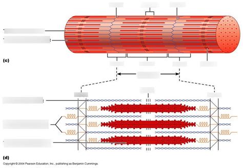 sarcomere Diagram | Quizlet