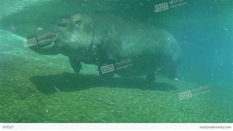 Hippo Swimming Underwater On Sunny Day, Slow Motion Stock video footage | 979527