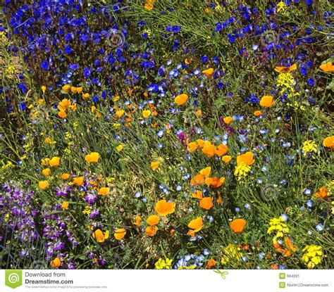 Desert Spring Wildflowers Royalty-Free Stock Photography ...