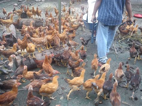 Uncle Majid: AYAM KAMPUNG ORGANIK