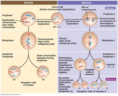 Resultado de imagen de Meiosis and mitosis | Mitosis meiosis, Mitosis, Meiosis