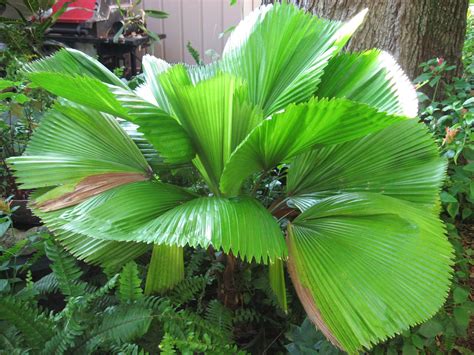 Vanadu Fan Palm Florida Trees, Fan Palm, South Florida, Plant Leaves, Interior, Plants, Green ...