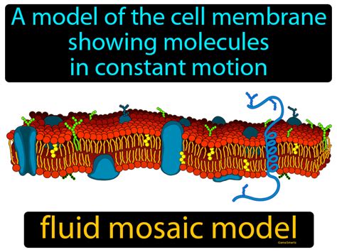 Fluid Mosaic Model Definition - Easy to Understand