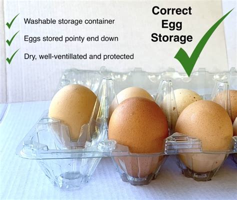 Egg Handling and Storage - Best Practice Guide - Dine-A-Chook