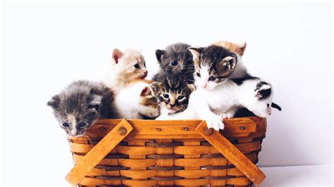 Kittens On Basket With White Background HD Kitten Wallpapers | HD ...