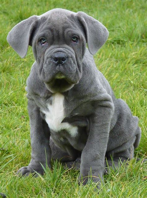 Neapolitan Mastiff / Italian Mastiff / Mastino Napoletano Cane | Dog ...