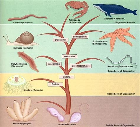 Kingdom Animalia - Week 2 | Animal classification, Animal kingdom ...