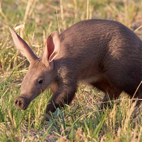 Kilimanjaro Wildlife, Don't expect a lot of sightings they are rare.