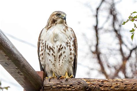 Red-Tailed Hawk