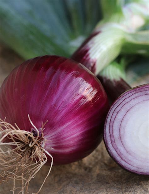 Red Onion - LA HOMEFARM