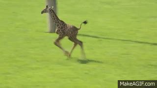 Baby giraffe gives its mum the run around! on Make a GIF