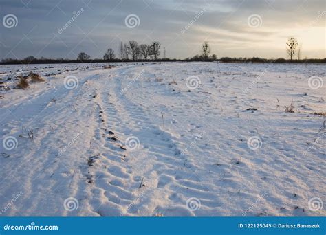 Tractor tracks on the snow stock image. Image of dusk - 122125045