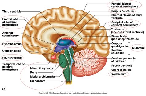 Brain Diagram - Cliparts.co