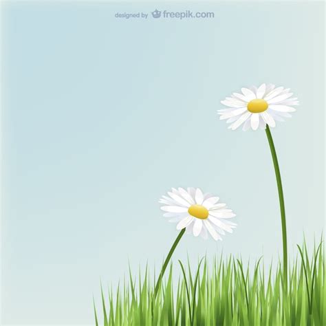 Daisies flowers with grass | Free Vector