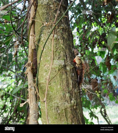 A staring Garden lizard (Calotes Versicolor) in the breeding season ...