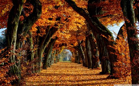 Chemin dans la forêt - fond écran - 10 000 Fonds d'écran HD gratuits et ...