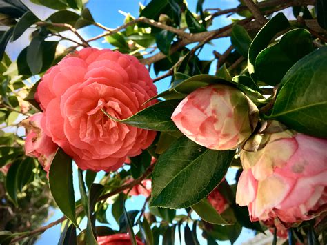 Desert rose in bloom : r/gardening