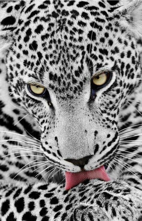 Albino leopard - wow! Large Cats, Big Cats, Cats And Kittens, Cute Cats, Cats Meow, Tabby Cat ...