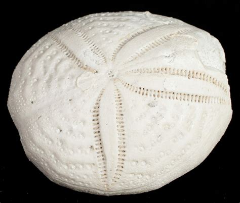 Bargain Fossil Sea Urchin From Florida - Lab Prepared (#11717) For Sale - FossilEra.com