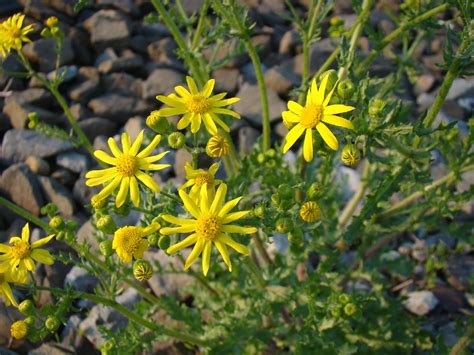 Eastern groundsel (Senecio vernalis) Flower, Leaf, Care, Uses - PictureThis