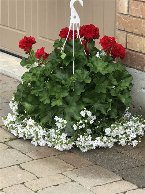 We bought 3 beautiful hanging baskets of red geraniums and white bacopa ...