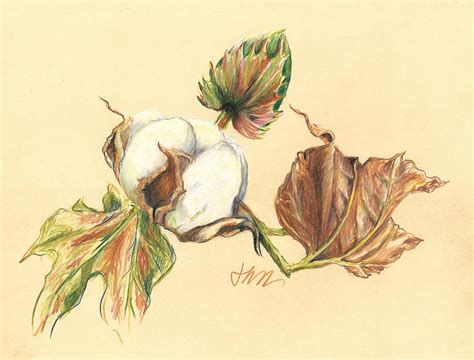 Colored Pencil Cotton Plant Drawing by Jacki Kellum