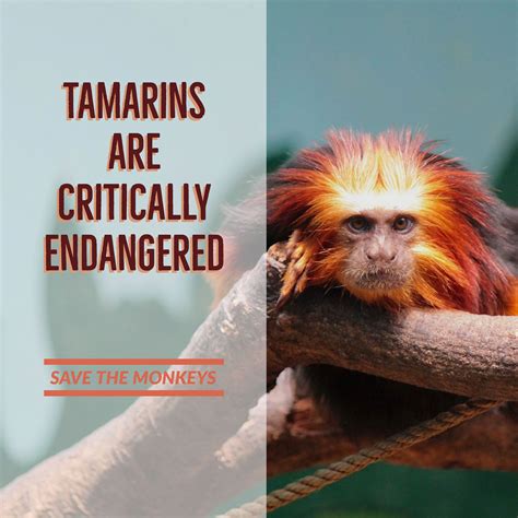 Golden Lion Tamarin Conservation on Behance