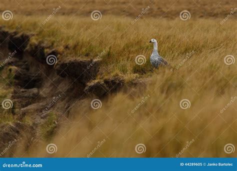 Upland goose male stock image. Image of bank, goose, field - 44289605