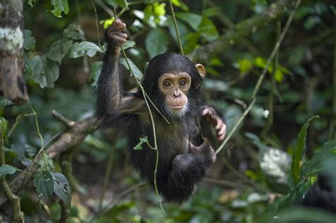 Chimpanzee Infant Playing In Tree Photograph by Suzi Eszterhas