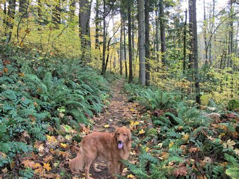 Dry Creek Falls Hike in the Columbia River Gorge