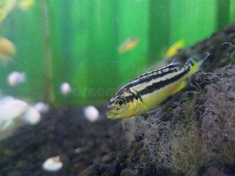 1,271 Yellow Black Striped Fish Aquarium Stock Photos - Free & Royalty-Free Stock Photos from ...