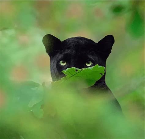 Black panther in the rainforest through the lens of a photographer