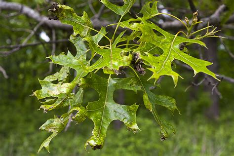 Minnesota Seasons - Oak Anthracnose