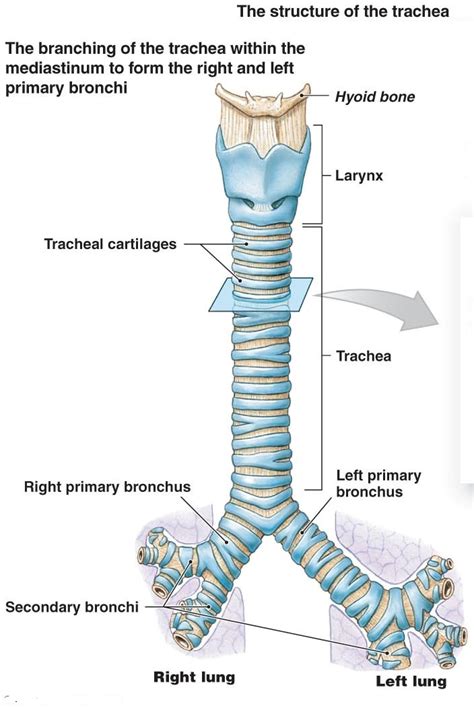 diagram of the trachea - 28 images - larynx labeled diagram stock ...