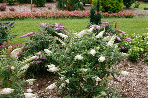 Pugster White® Dwarf Butterfly Bush | Backyard plants, Front yard ...