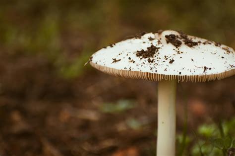 White Edible Mushrooms · Free Stock Photo