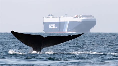 Investigating Strandings, Protecting Whales - California Academy of ...