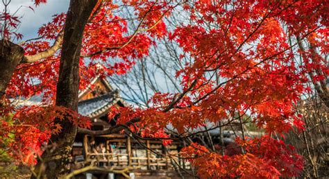 The 10 Best Autumn Leaves Spots In Kyoto You Should Visit