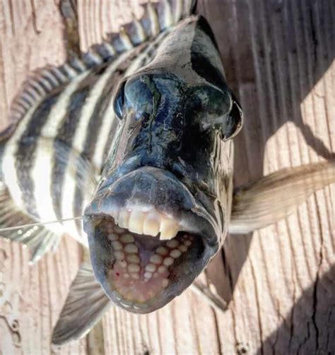 Sheepshead Fish Pictures - AZ Animals