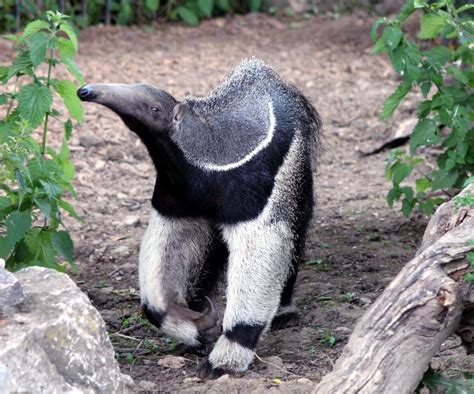 Anteaters, Spiny Anteater, Insect Eaters | Science Hub 4 Kids