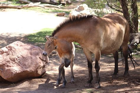 El Paso Zoo Opens Carousel - What To Know Before You Go