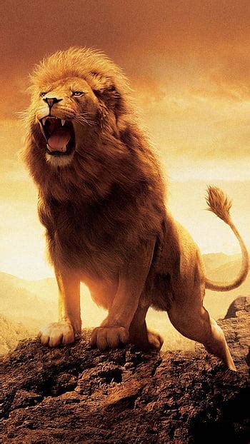 Lion Angry Face Wallpaper