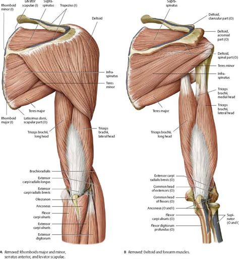 30 Correctly Label The Pectoral And Brachial Muscles. - Labels Design ...