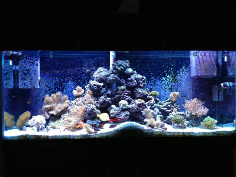 The 55 gallon just before taking it down : Aquariums