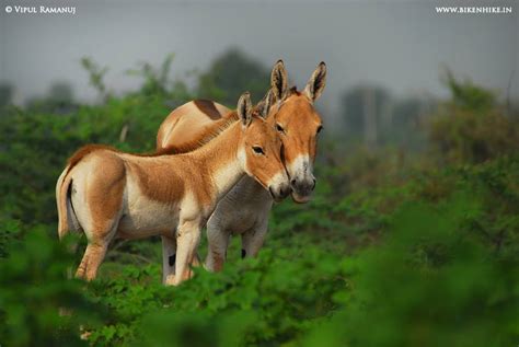 Wildlife Tour To Little Rann Of Kutch