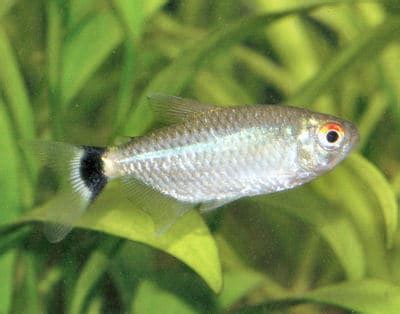 Red Eye Tetra – Moenkhausia Sanctaefilomenae | Tropical Fish Site