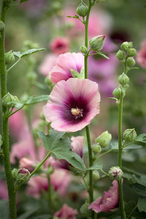 Alcea rosea, 'Halo Apricot' Seeds £2.95 from Chiltern Seeds - Chiltern ...