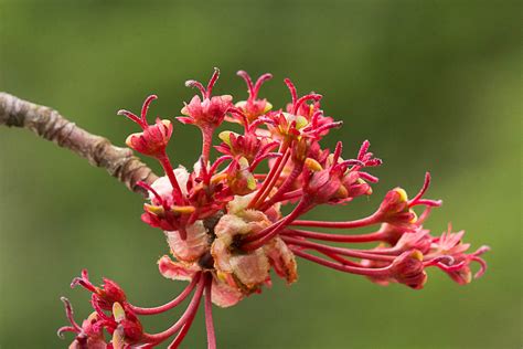 Red Maples Female, and Red Maples Male — Ed Kanze, Naturalist and ...